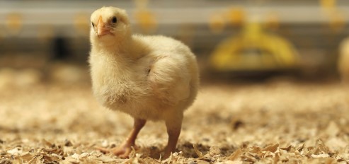 Optimal Feed Of Broiler Breeders To Produce Vital Broilers Unique