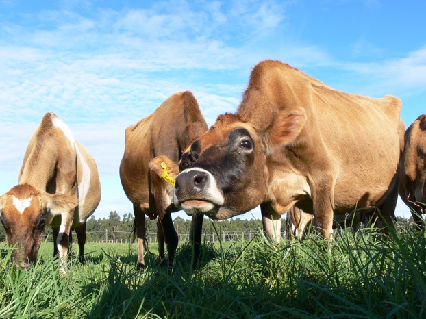 Dairy cows